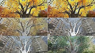 ��䴺���ﶬ���~�wѩ�ļ�׃�����S�Ӯ��R�^